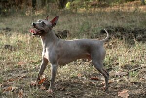 9 Hairless Dog Breeds - Surprisingly Cuddly & Affectionate