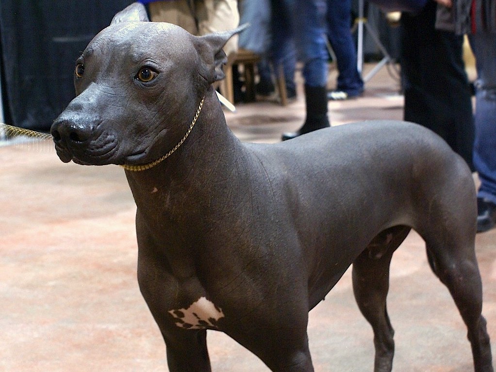 Puppy with clearance no hair