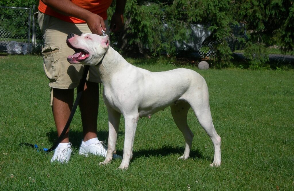 Types of best sale big white dogs