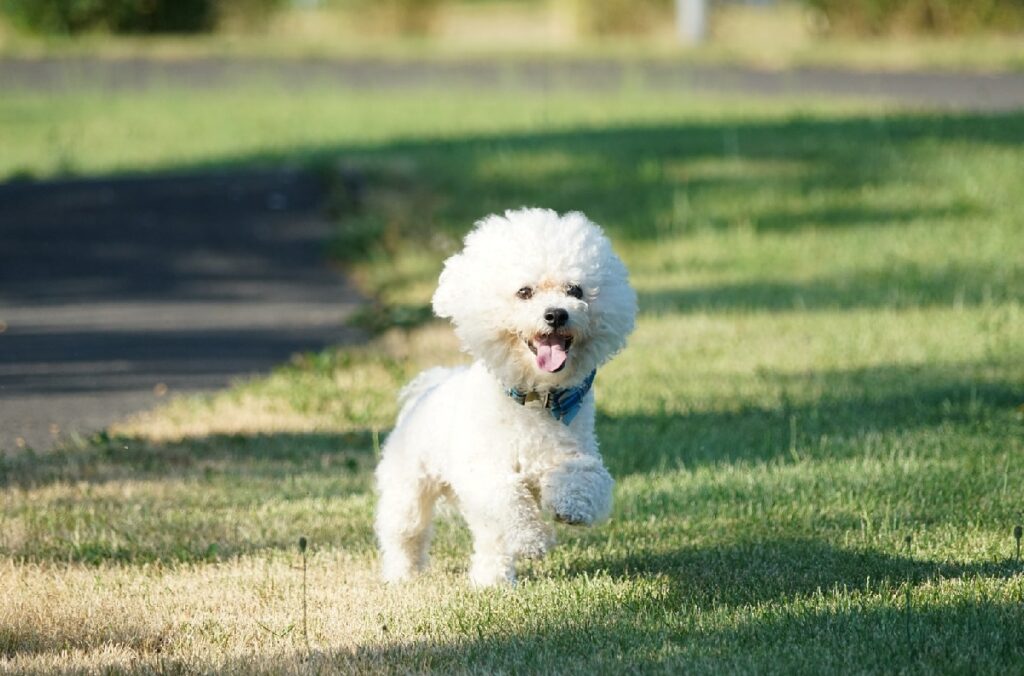 White fluffy outlet dog breeds small