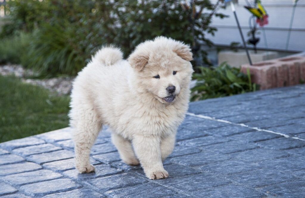 Cuddly medium sized sales dogs