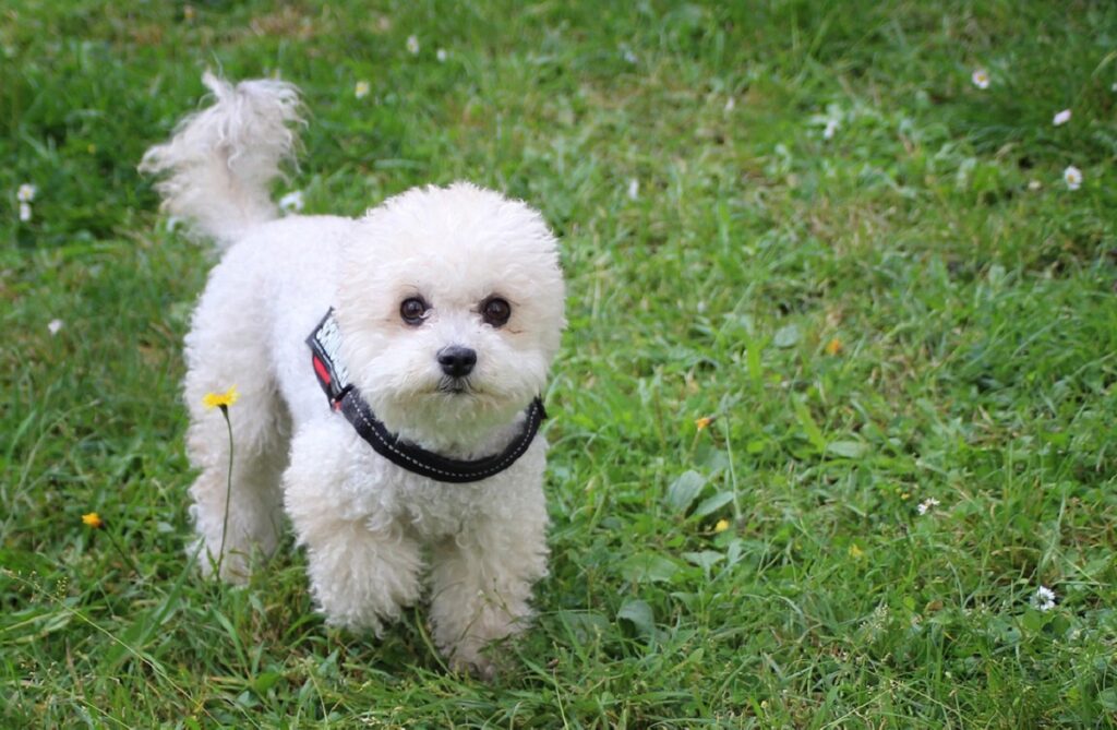 Tiny white clearance poodle