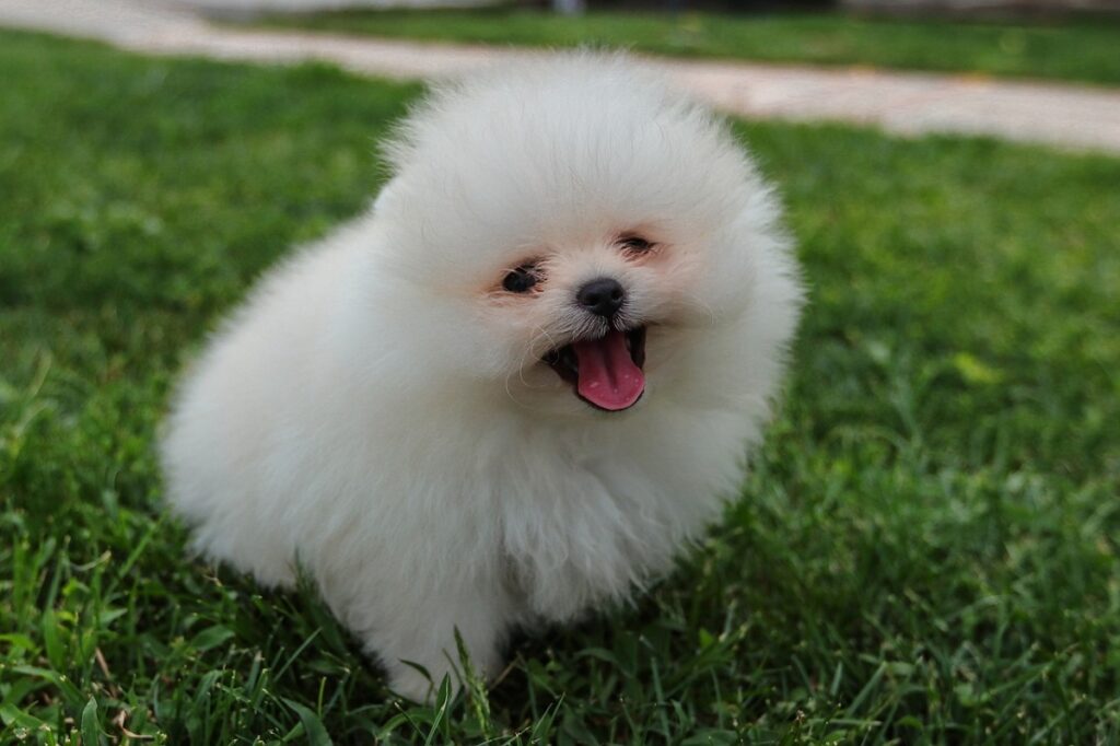 White and fluffy store dog