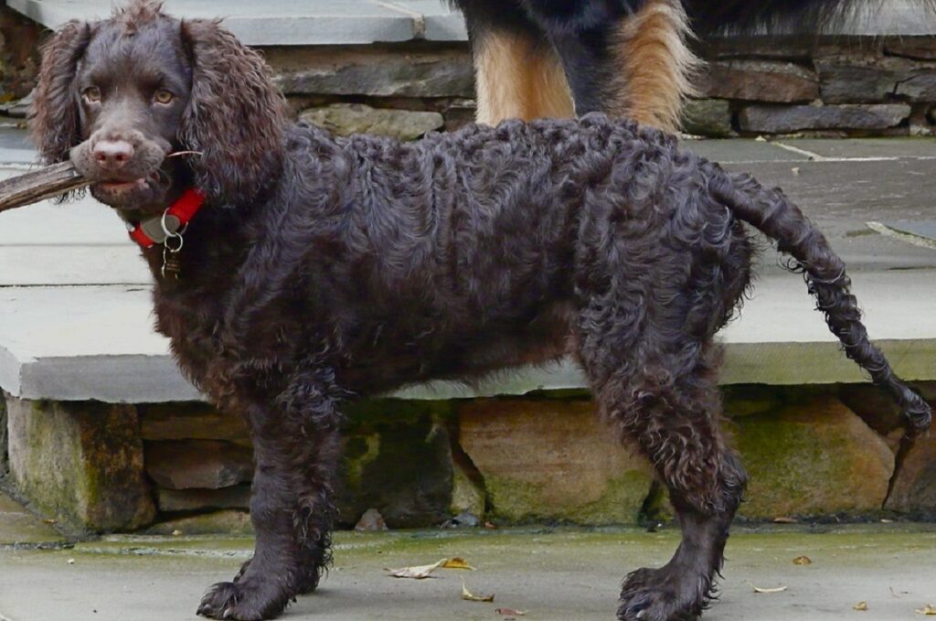 Boykin spaniel store with long tail