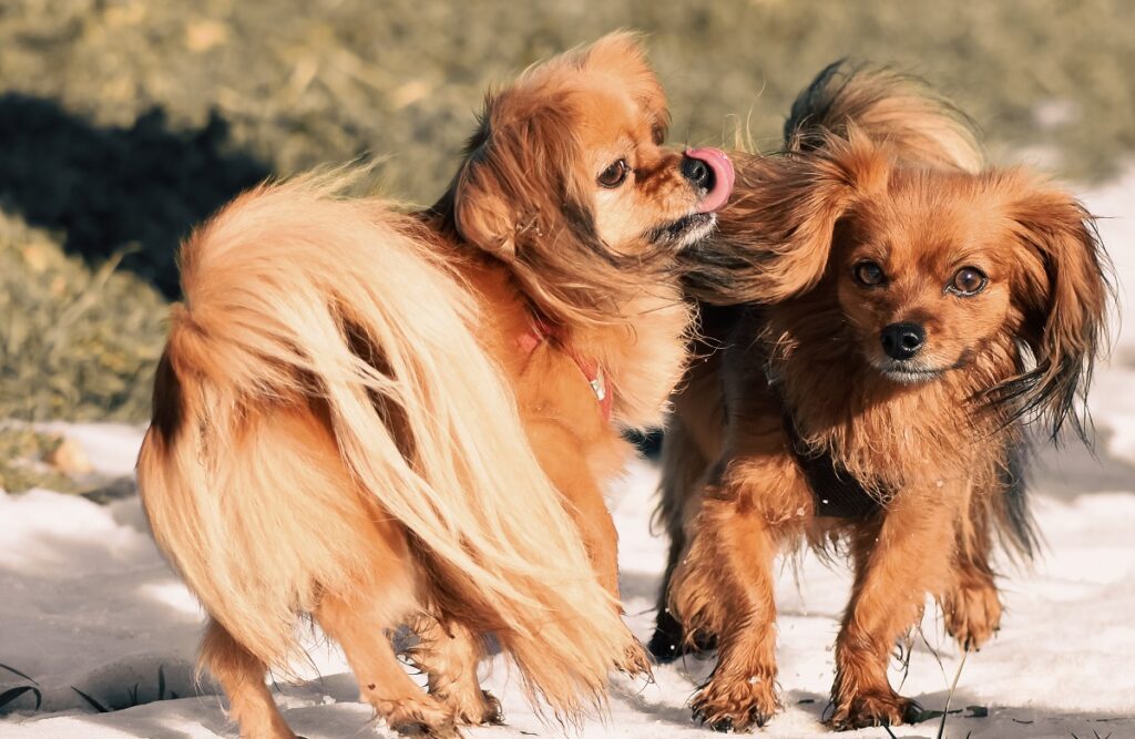 spaniel puppies
