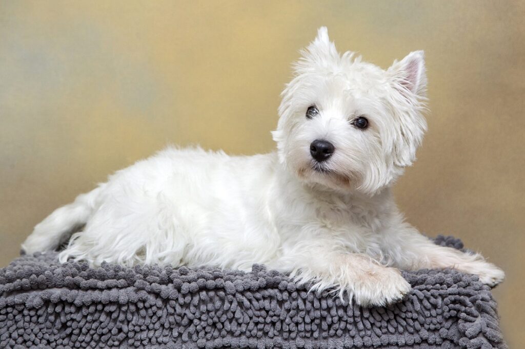 Little white terrier best sale