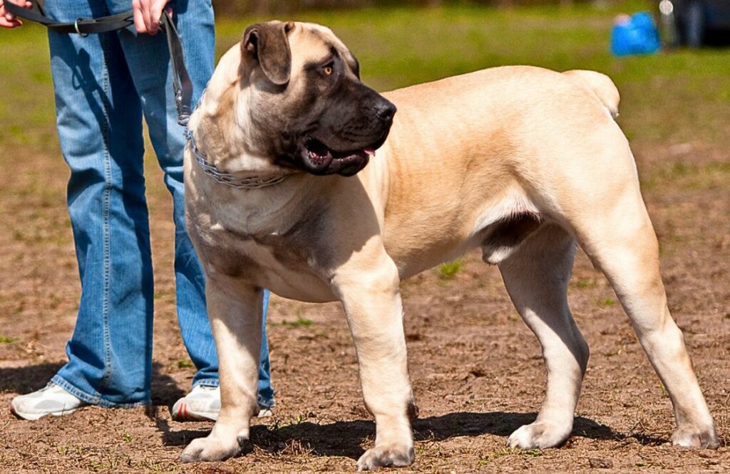 Double mastiff best sale