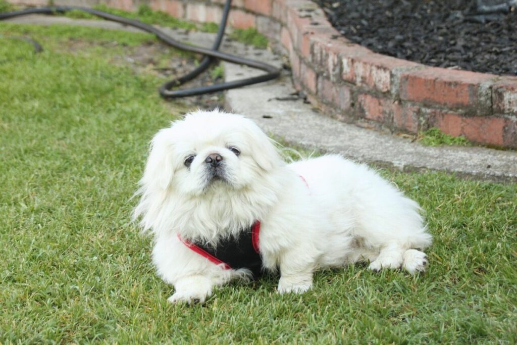 what is the laziest dog breed