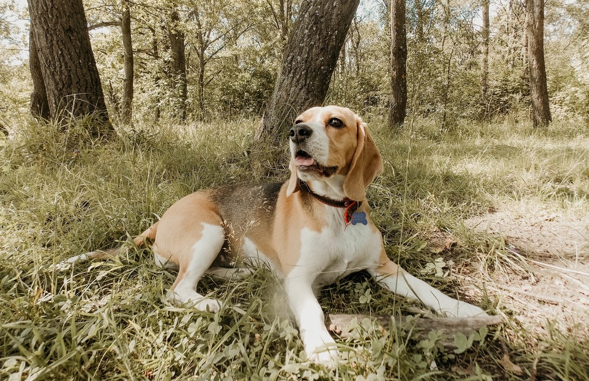 17 Most Loyal Dog Breeds That Define Loyalty And Devotion