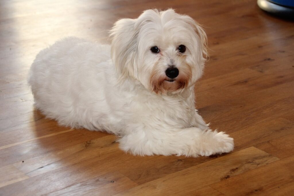 Small white store dog long hair