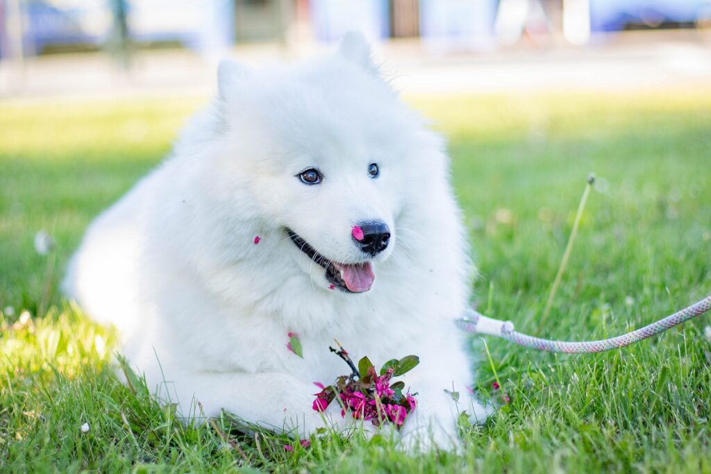 Pretty white hot sale dogs