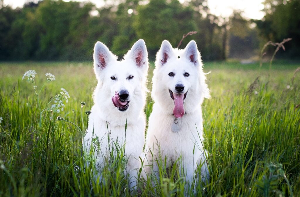 White coat outlet dogs