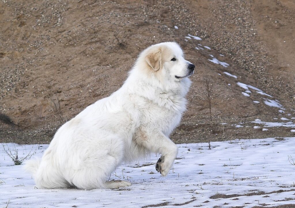 white fluffy dog breeds