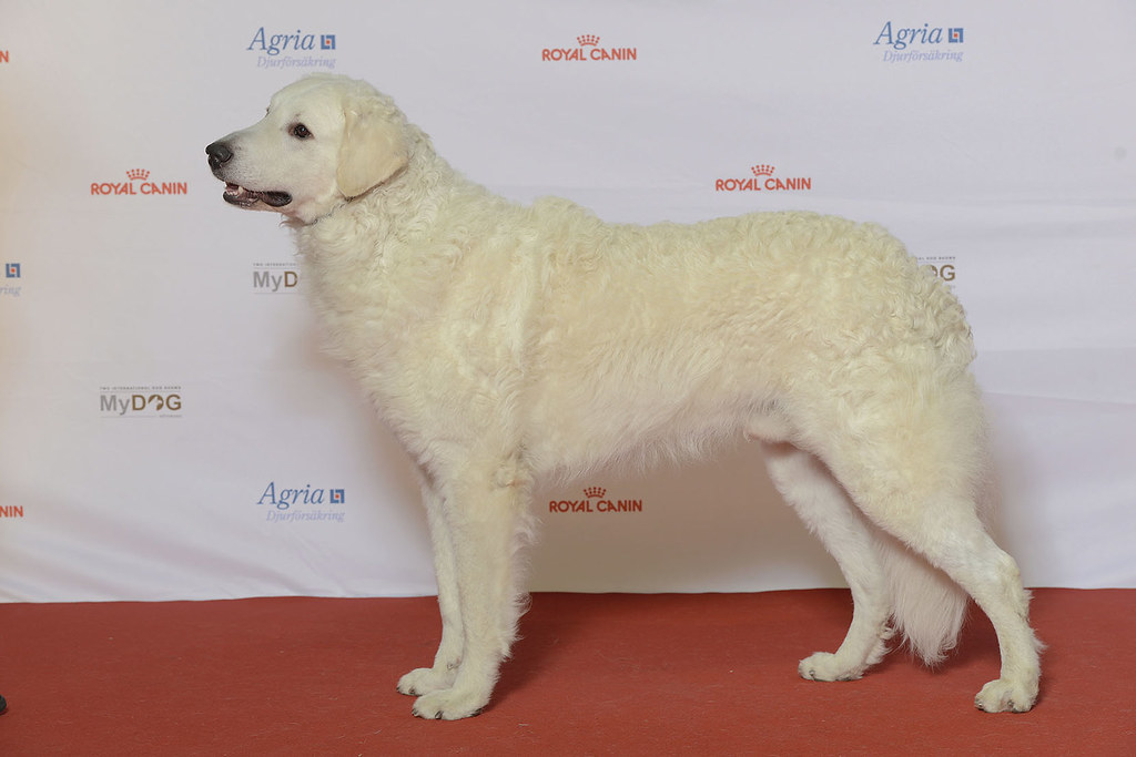 white shaggy dog