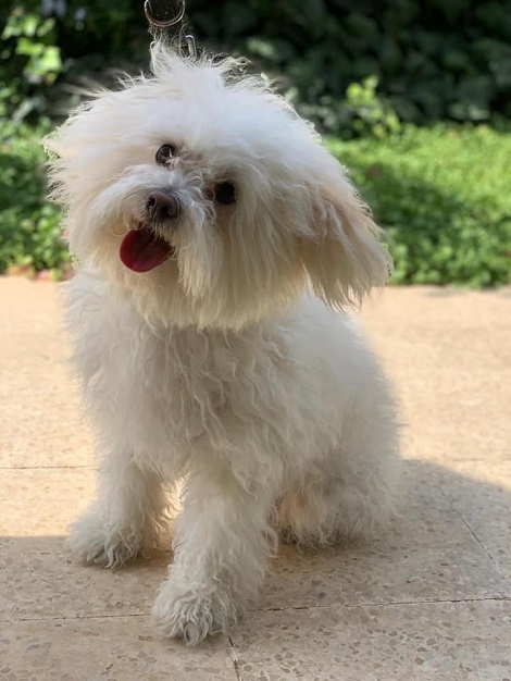 Tiny white hotsell dog breeds