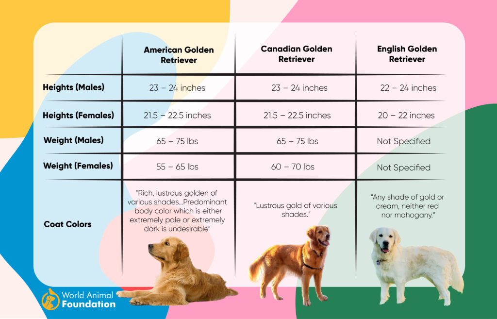 Different golden cheap retriever breeds