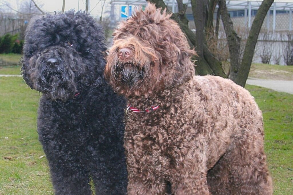 Barbet