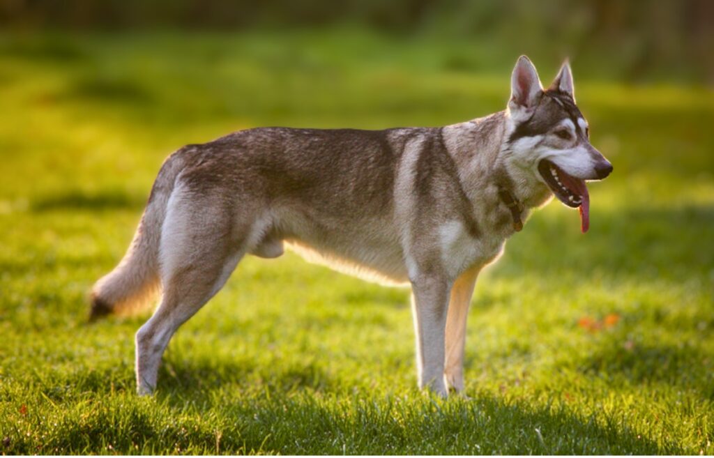 Northern Inuit Dog