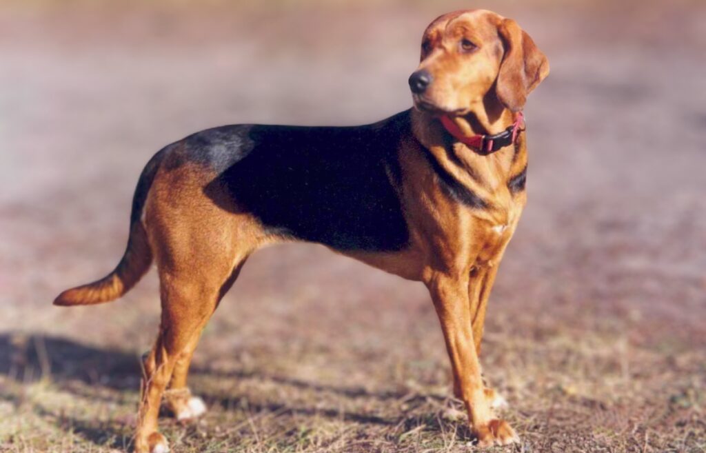 POLISH HOUND