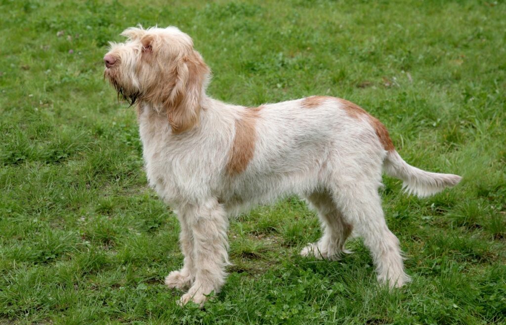 SPINONE ITALIANO 5
