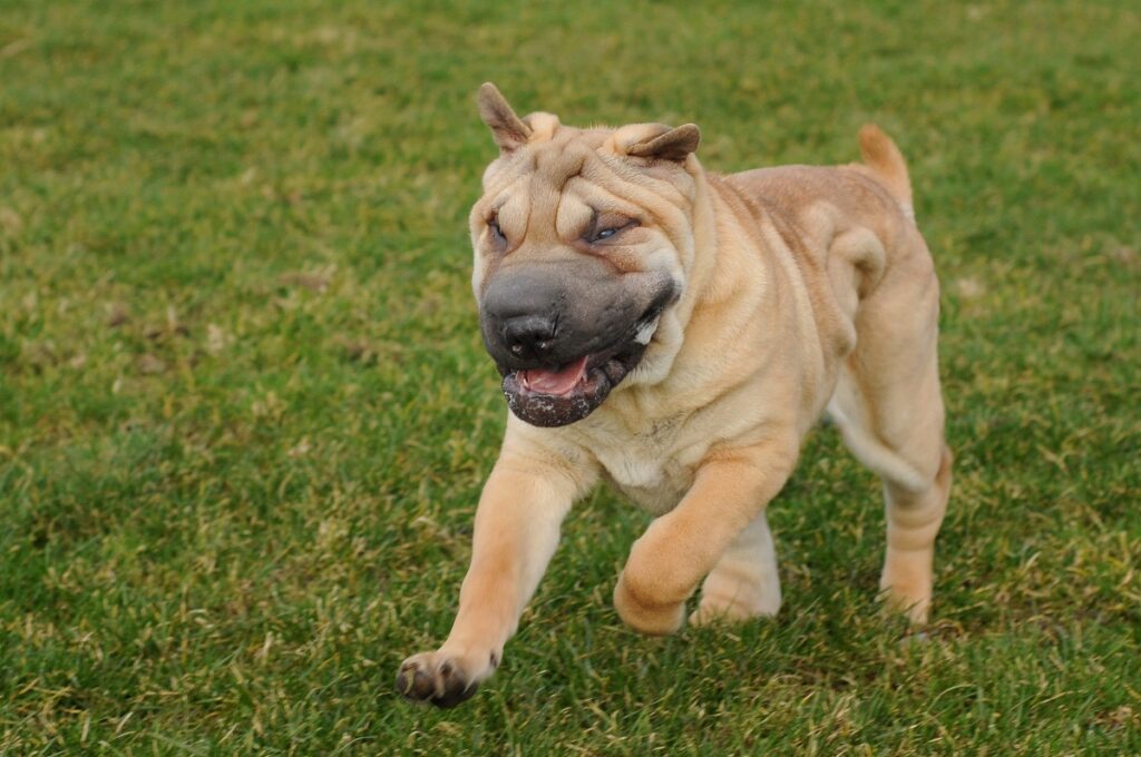 Shar Pei