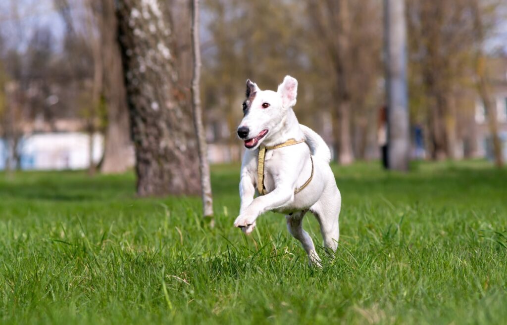 Smooth Fox Terrier 4