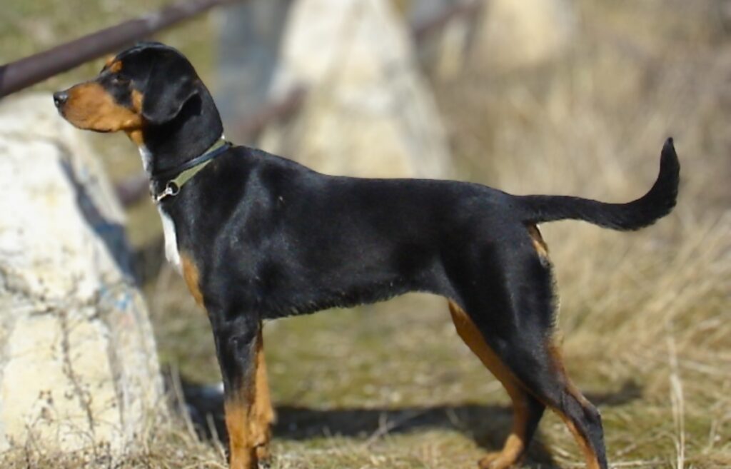 TRANSYLVANIAN HOUND