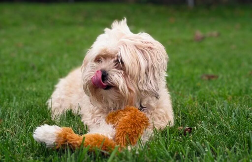 Yorkie Bichon