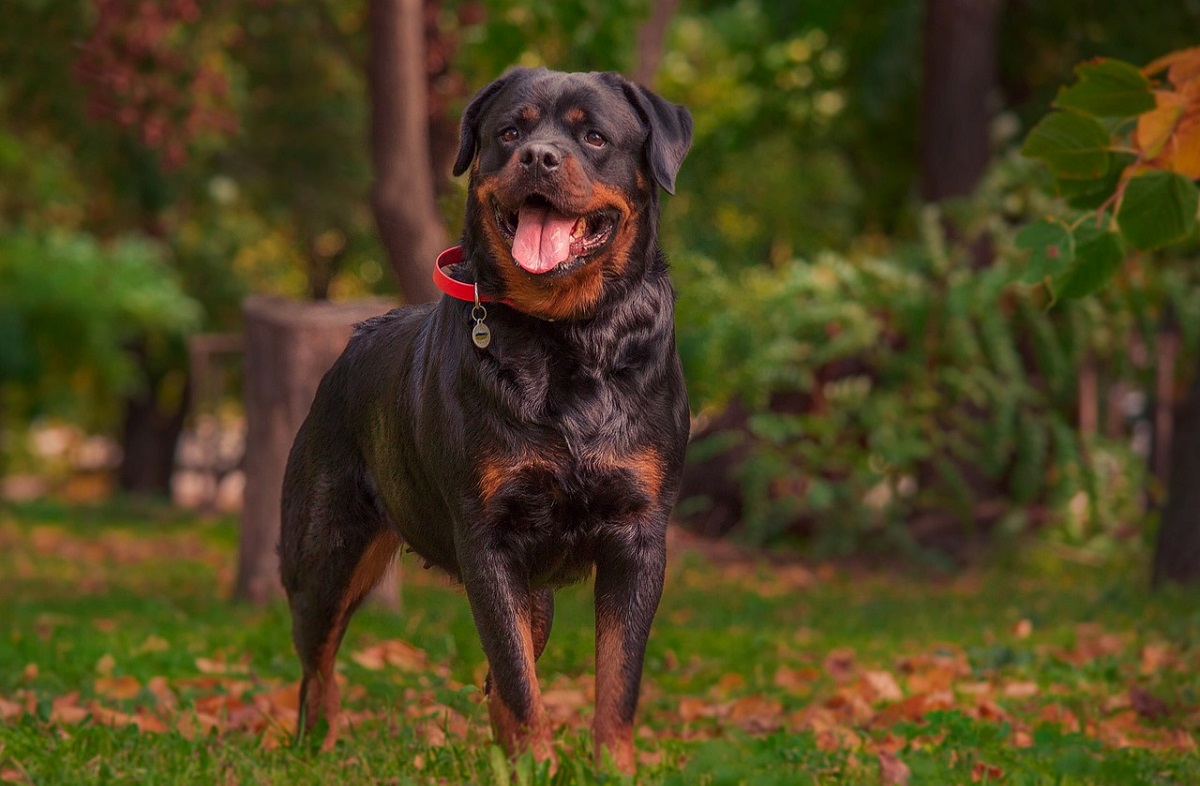 23 Most Beautiful Dog Breeds In The World (With Pictures)