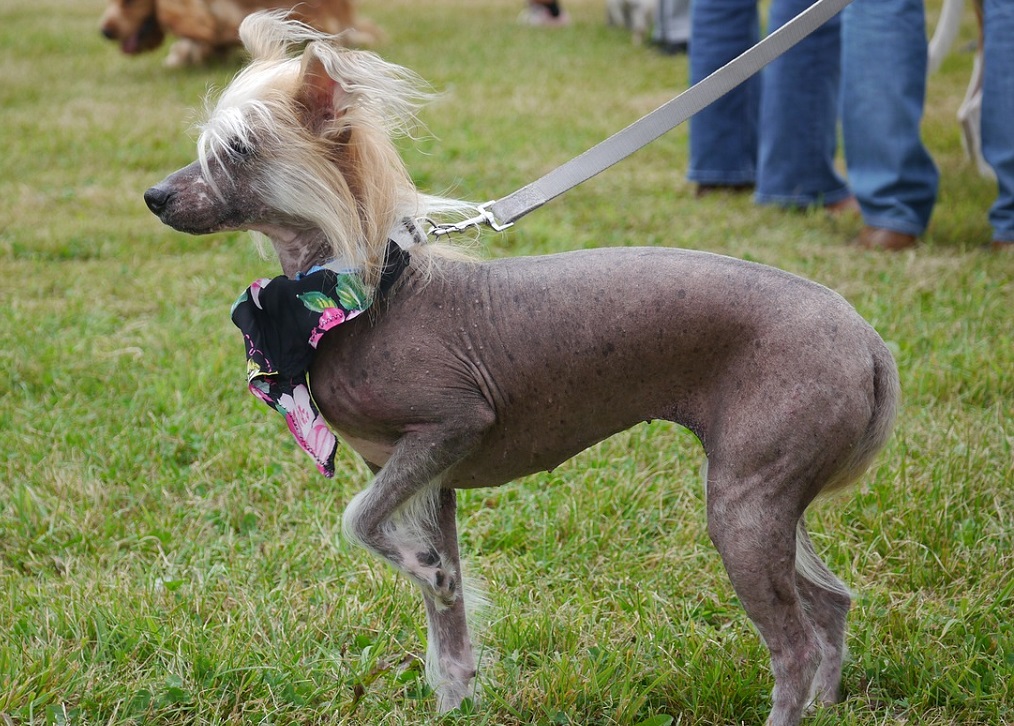 African store hairless dog