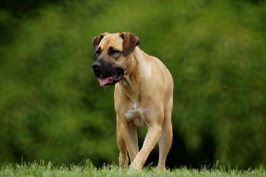 African hunting 2024 dog breeds