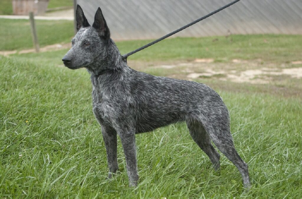 australian hunting dog