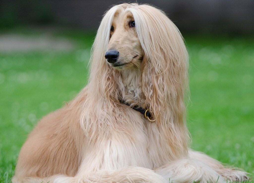 Long hair hypoallergenic store dogs