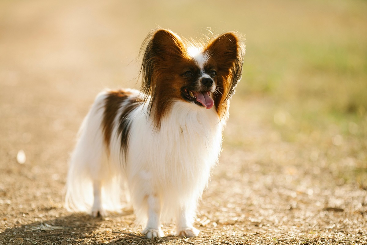 23 Most Beautiful Dog Breeds In The World (With Pictures)