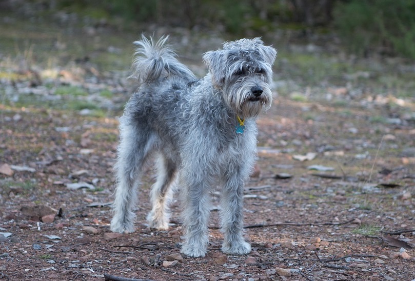 Best small best sale dog mix