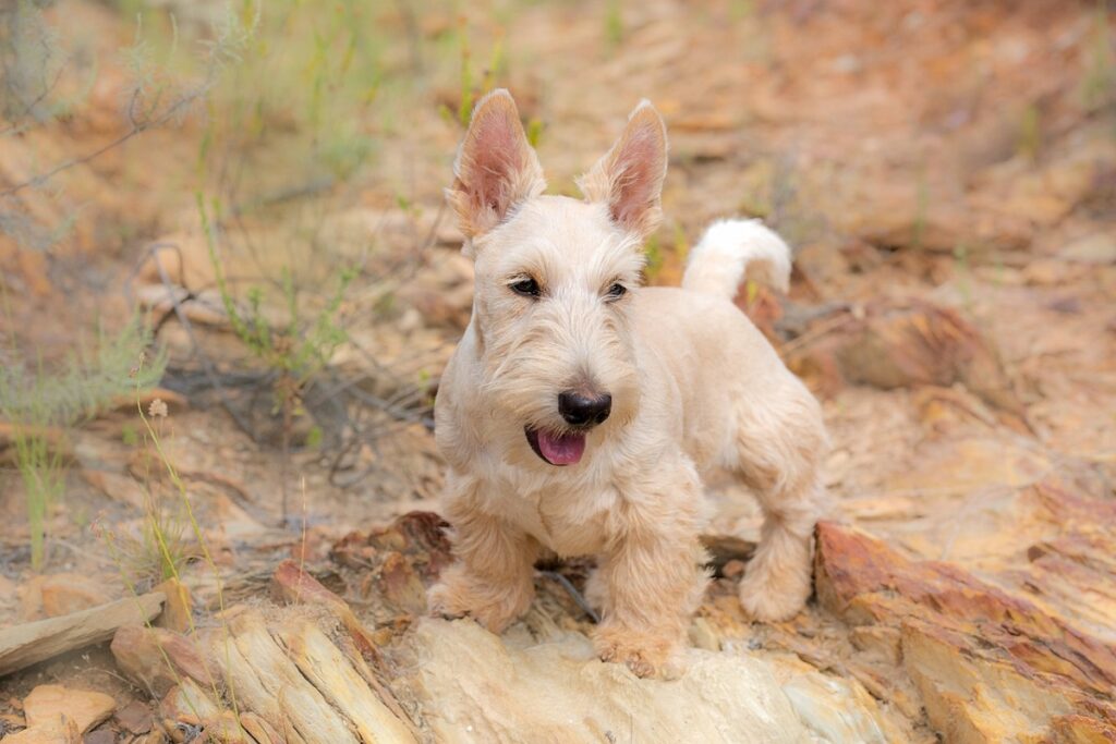 27 Best Hypoallergenic Dog Breeds That Don't Shed