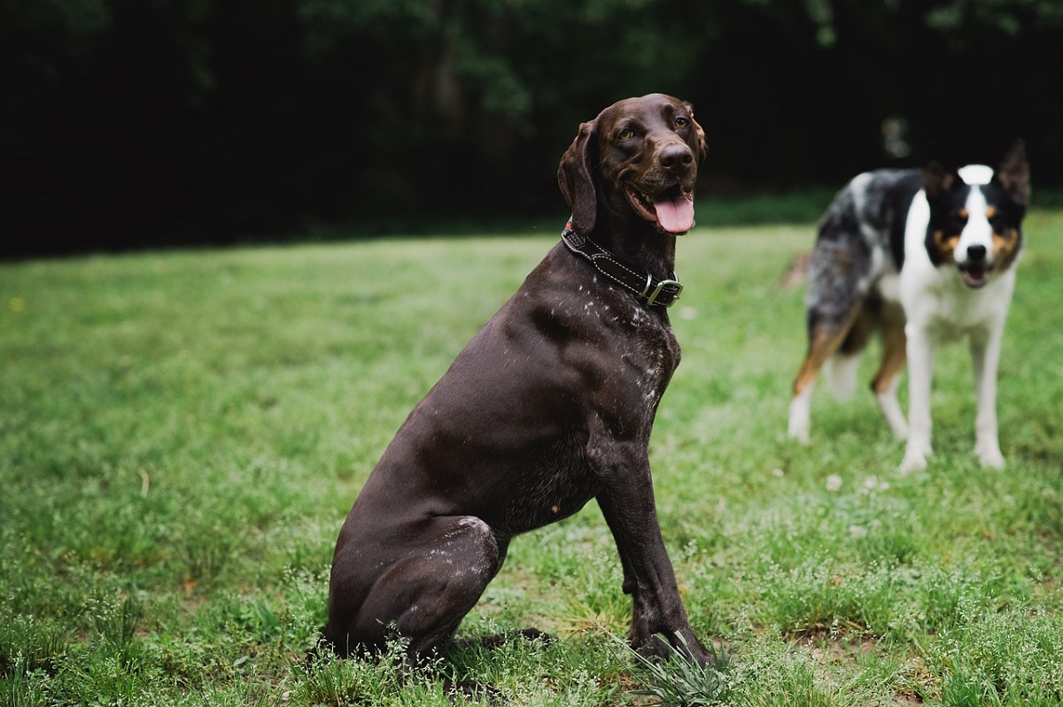 Hunting Dog Breeds 19 Best Dogs For Hunting