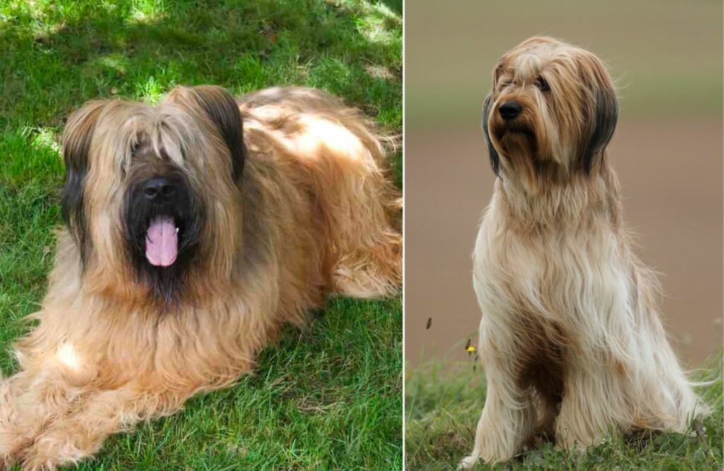 Big best sale shaggy dogs