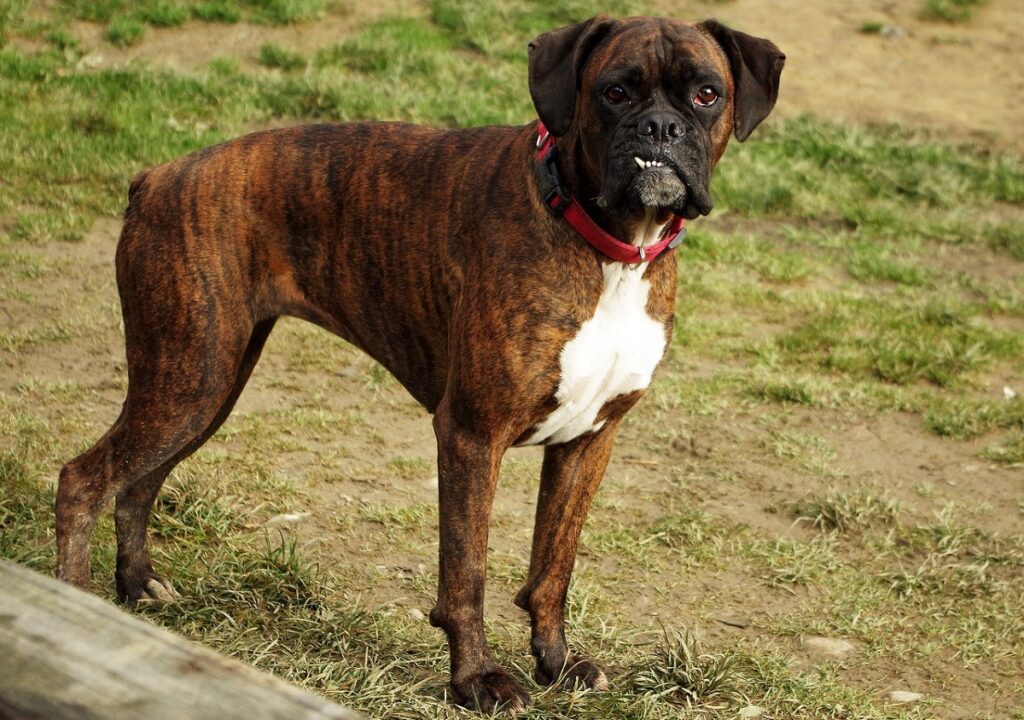 Boxer dog 2025 coat type