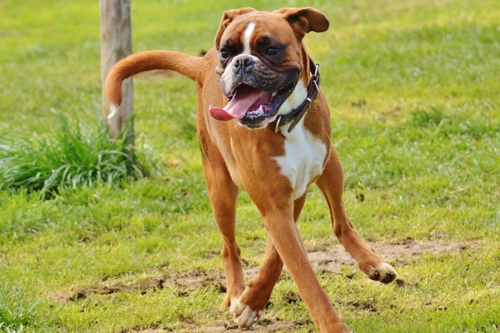 Fawn colored boxer puppy with black face and white markings