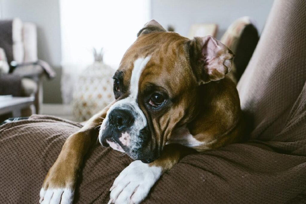 boxer dog breed
