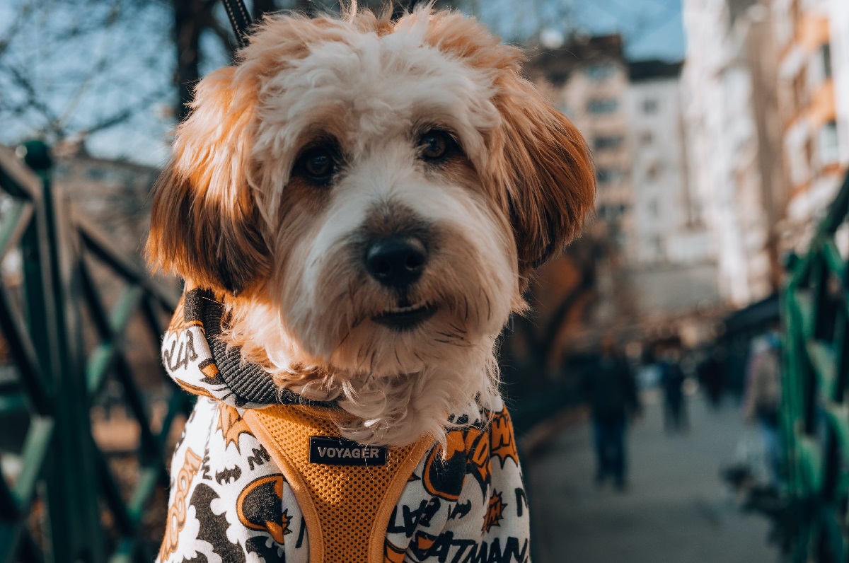 17 Adorable Mixed-Breed Dogs You'll Fall In Love With