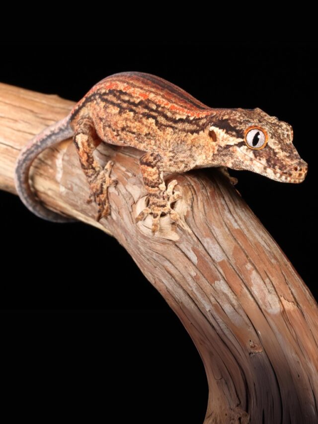 14 Types Of Geckos Our Favorite Pet Species! WAF