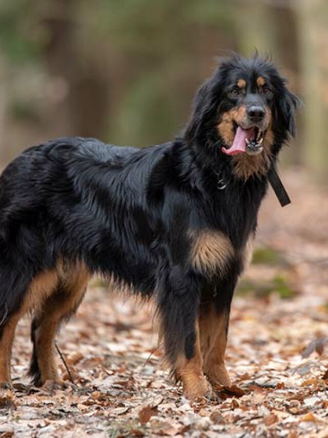 Unveiling 13 Distinctive Dog Breeds Starting With 'K' A Detailed Guide