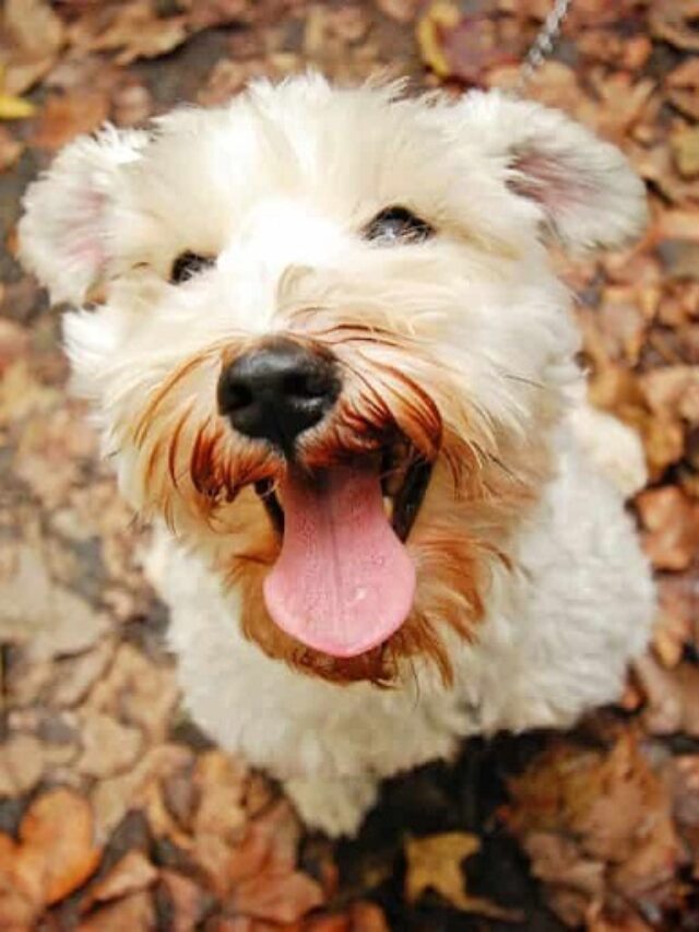 13 Diverse Dog Breeds Starting With 'P' Uncover Their Unique Qualities WAF