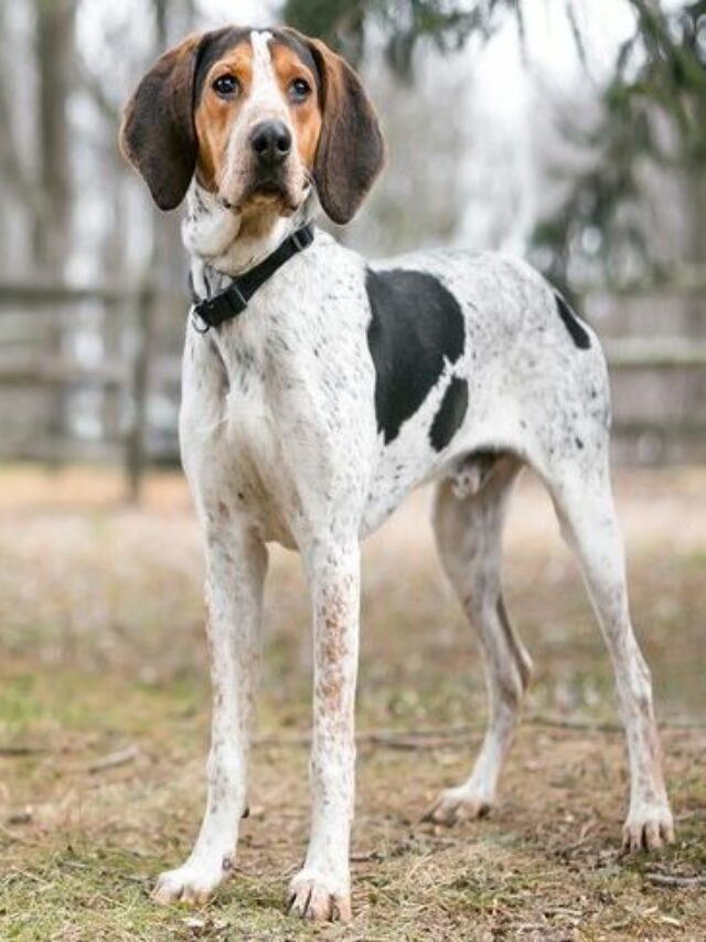 The 6 Different Types Of Coonhounds WAF