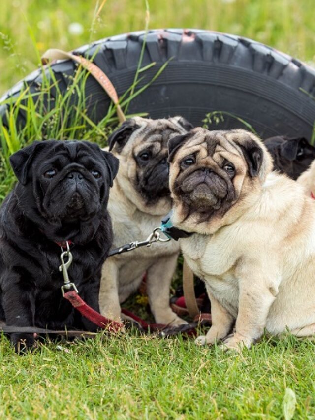 13 Diverse Dog Breeds Starting With 'P' Uncover Their Unique Qualities WAF