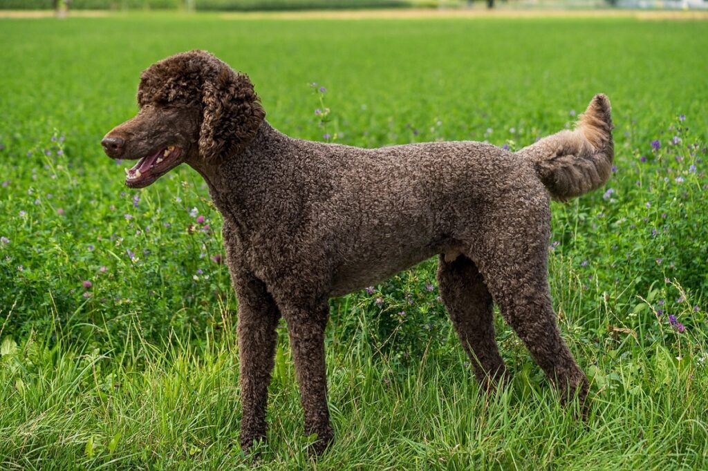 Big best sale poodle breeds