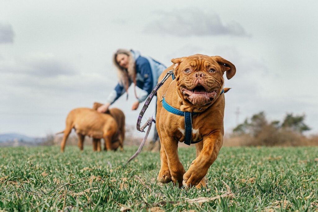 dog french