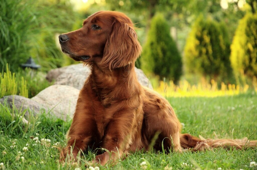 dog not barking